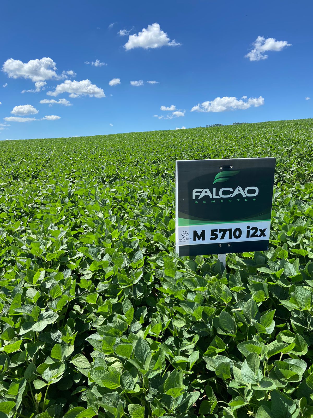 Sementes Falcão | M 5710 i2x