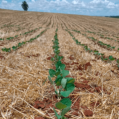 Soymeソンメ Sementes Falcão | M 5838 IPRO