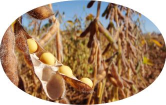 Sementes Falcão | NEO600 I2X